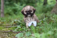 Luca, a male Lhasa Apso for sale in Millersburg, OH – 3 of 10