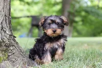 Landon, a male Bichon Frise and Yorkshire Terrier for sale in Millersburg, OH – 4 of 7