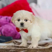 Max, a male Lhasa Apso for sale in Millersburg, OH – Photo 5 of 8