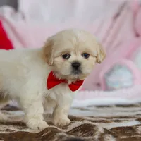 Max, a male Lhasa Apso for sale in Millersburg, OH – Photo 4 of 8