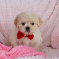 Max, a male Lhasa Apso for sale in Millersburg, OH – Photo 6 of 8