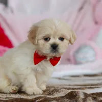 Max, a male Lhasa Apso for sale in Millersburg, OH – Photo 2 of 8