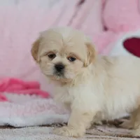 Max, a male Lhasa Apso for sale in Millersburg, OH – Photo 8 of 8