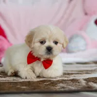 Max, a male Lhasa Apso for sale in Millersburg, OH – Photo 3 of 8