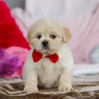 Max, a male Lhasa Apso for sale in Millersburg, OH – Photo 7 of 8