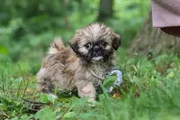 Luca, a male Lhasa Apso for sale in Millersburg, OH – 4 of 10