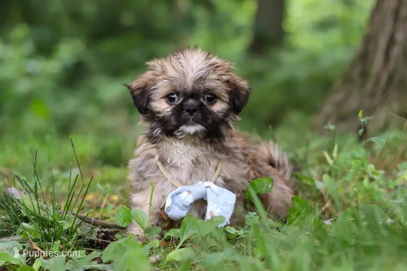 Luca – Lhasa Apso puppy for sale in Millersburg, OH