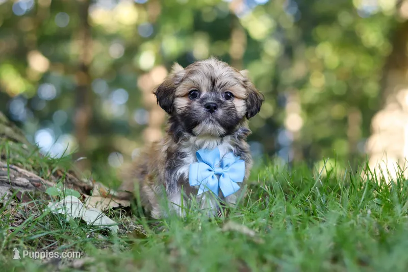 Randy – Lhasa Apso puppy for sale in Millersburg, OH