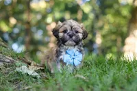 Randy, a male Lhasa Apso for sale in Millersburg, OH – 1 of 7