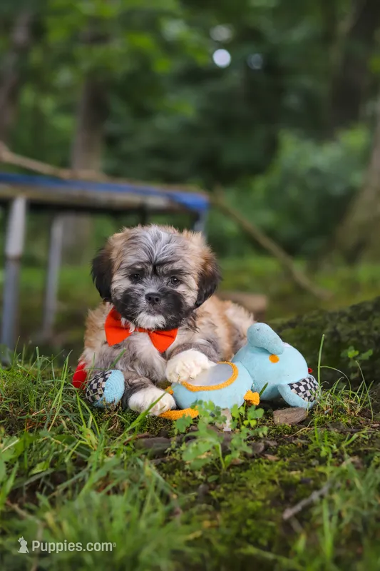 Bryce – Lhasa Apso puppy for sale in Millersburg, OH