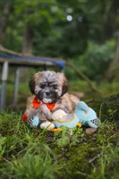 Bryce, a male Lhasa Apso for sale in Millersburg, OH – 1 of 7