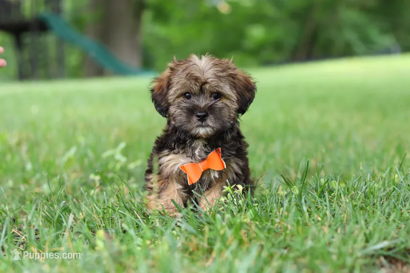 Cory – Shorkie puppy for sale in Millersburg, OH