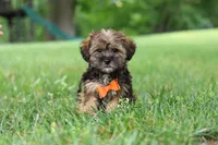 Cory, a male Shorkie for sale in Millersburg, OH – 1 of 8