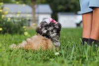 Mia, a female Lhasa Apso for sale in Millersburg, OH – 3 of 10