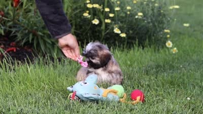 Mia, a female Lhasa Apso for sale in Millersburg, OH – 10 of 10