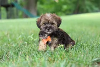 Cory, a male Shorkie for sale in Millersburg, OH – 5 of 8
