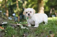 Cody, a male Lhasa Apso for sale in Millersburg, OH – 5 of 9