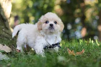 Greg, a male Lhasa Apso for sale in Millersburg, OH – 2 of 9