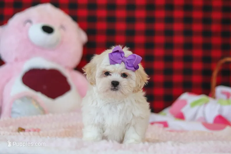 Maddie – Lhasa Apso puppy for sale in Millersburg, OH