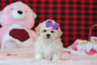 Maddie, a female Lhasa Apso for sale in Millersburg, OH – Photo 1 of 5