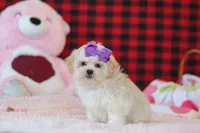 Maddie, a female Lhasa Apso for sale in Millersburg, OH – Photo 4 of 5