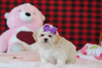 Maddie, a female Lhasa Apso for sale in Millersburg, OH – Photo 2 of 5