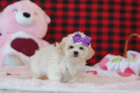 Maddie, a female Lhasa Apso for sale in Millersburg, OH – Photo 5 of 5