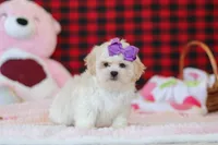 Maddie, a female Lhasa Apso for sale in Millersburg, OH – Photo 3 of 5