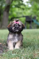 Sophia, a female Lhasa Apso for sale in Millersburg, OH – 5 of 8