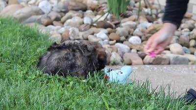 Sophia, a female Lhasa Apso for sale in Millersburg, OH – 7 of 7