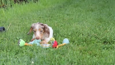 Shyla, a female Miniature Dachshund for sale in Millersburg, OH – 7 of 7