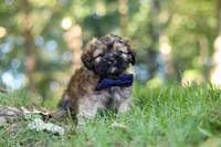 Conner, a male Lhasa Apso for sale in Millersburg, OH – 4 of 9