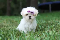 Claudia, a female Lhasa Apso for sale in Millersburg, OH – 2 of 7
