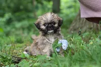 Luca, a male Lhasa Apso for sale in Millersburg, OH – 9 of 10