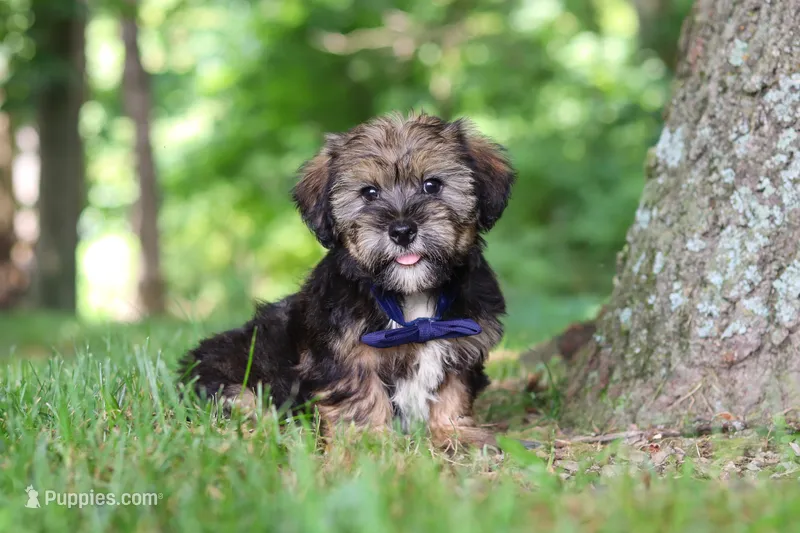 Calvin – Shorkie puppy for sale in Millersburg, OH