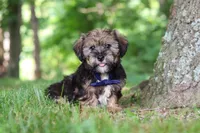 Calvin, a male Shorkie for sale in Millersburg, OH – 1 of 7
