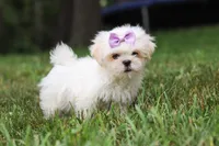 Claudia, a female Lhasa Apso for sale in Millersburg, OH – 4 of 7