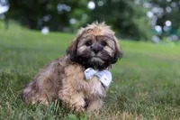 Buddy, a male Lhasa Apso for sale in Millersburg, OH – 6 of 7