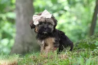 Twinkle, a female Shorkie for sale in Millersburg, OH – 4 of 9