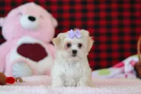 Moxxie, a female Lhasa Apso for sale in Millersburg, OH – Photo 4 of 5