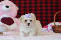 Moxxie, a female Lhasa Apso for sale in Millersburg, OH – Photo 3 of 5
