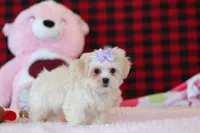 Moxxie, a female Lhasa Apso for sale in Millersburg, OH – Photo 2 of 5