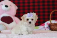 Moxxie, a female Lhasa Apso for sale in Millersburg, OH – Photo 5 of 5