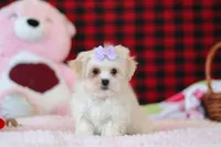 Moxxie, a female Lhasa Apso for sale in Millersburg, OH – Photo 1 of 5