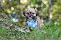 Randy, a male Lhasa Apso for sale in Millersburg, OH – 6 of 7
