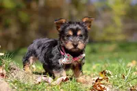 Sophia, a female Yorkshire Terrier for sale in Millersburg, OH – Photo 5 of 5