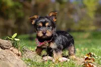Sophia, a female Yorkshire Terrier for sale in Millersburg, OH – Photo 1 of 5