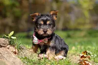 Sophia, a female Yorkshire Terrier for sale in Millersburg, OH – Photo 4 of 5