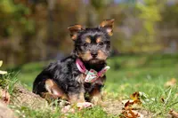 Sophia, a female Yorkshire Terrier for sale in Millersburg, OH – Photo 3 of 5