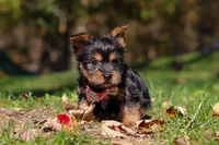 Sophia, a female Yorkshire Terrier for sale in Millersburg, OH – Photo 2 of 5